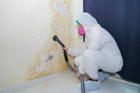 Why You Should Choose Our Mold Remediation Services in Galva, IL